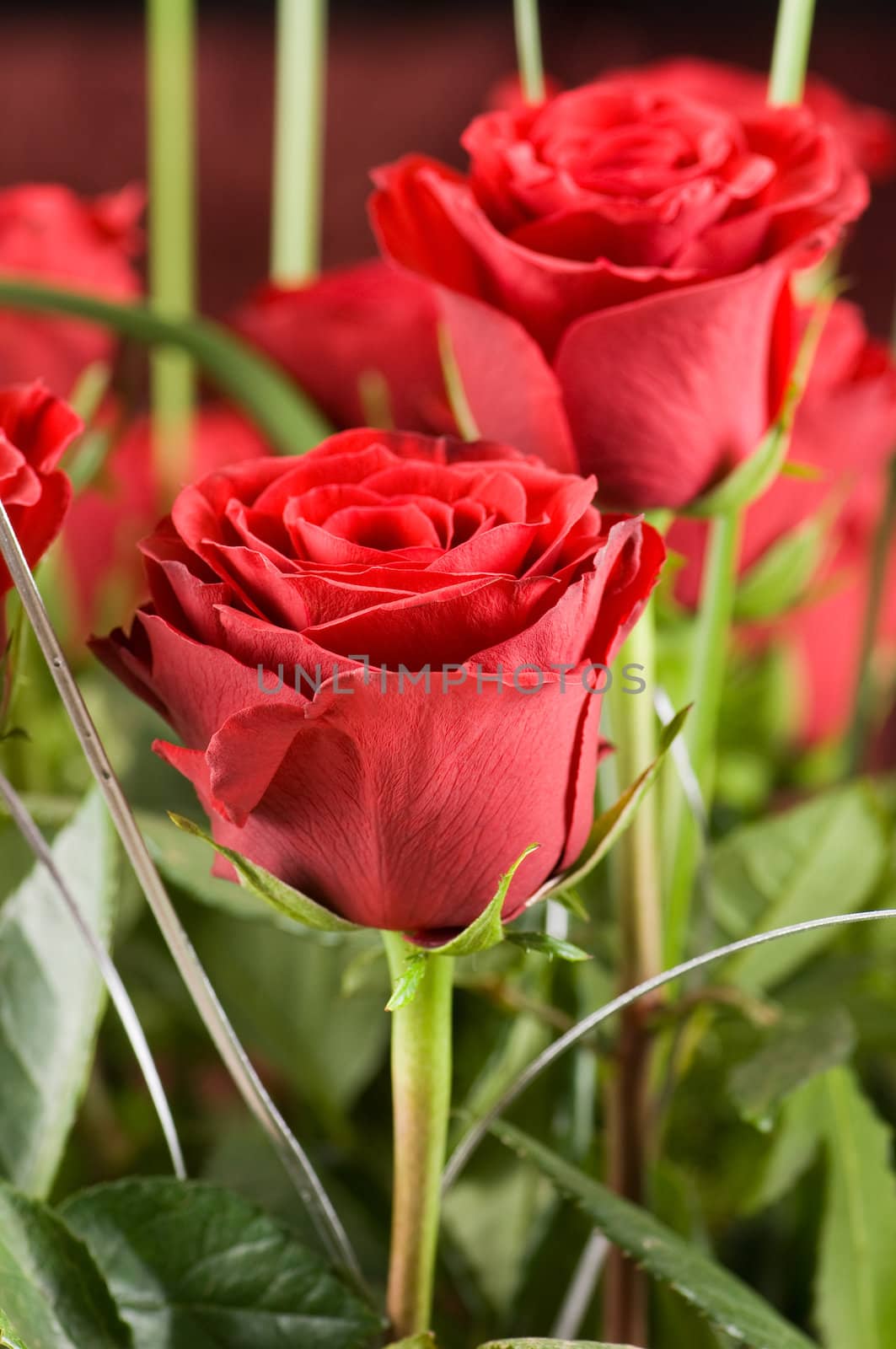 Rose bouquet close-up