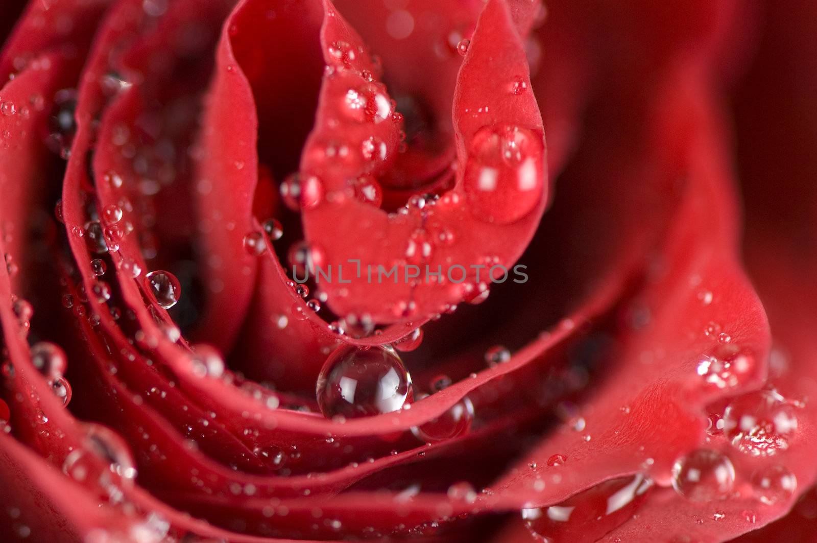 Wet red rose bud by COPhotography