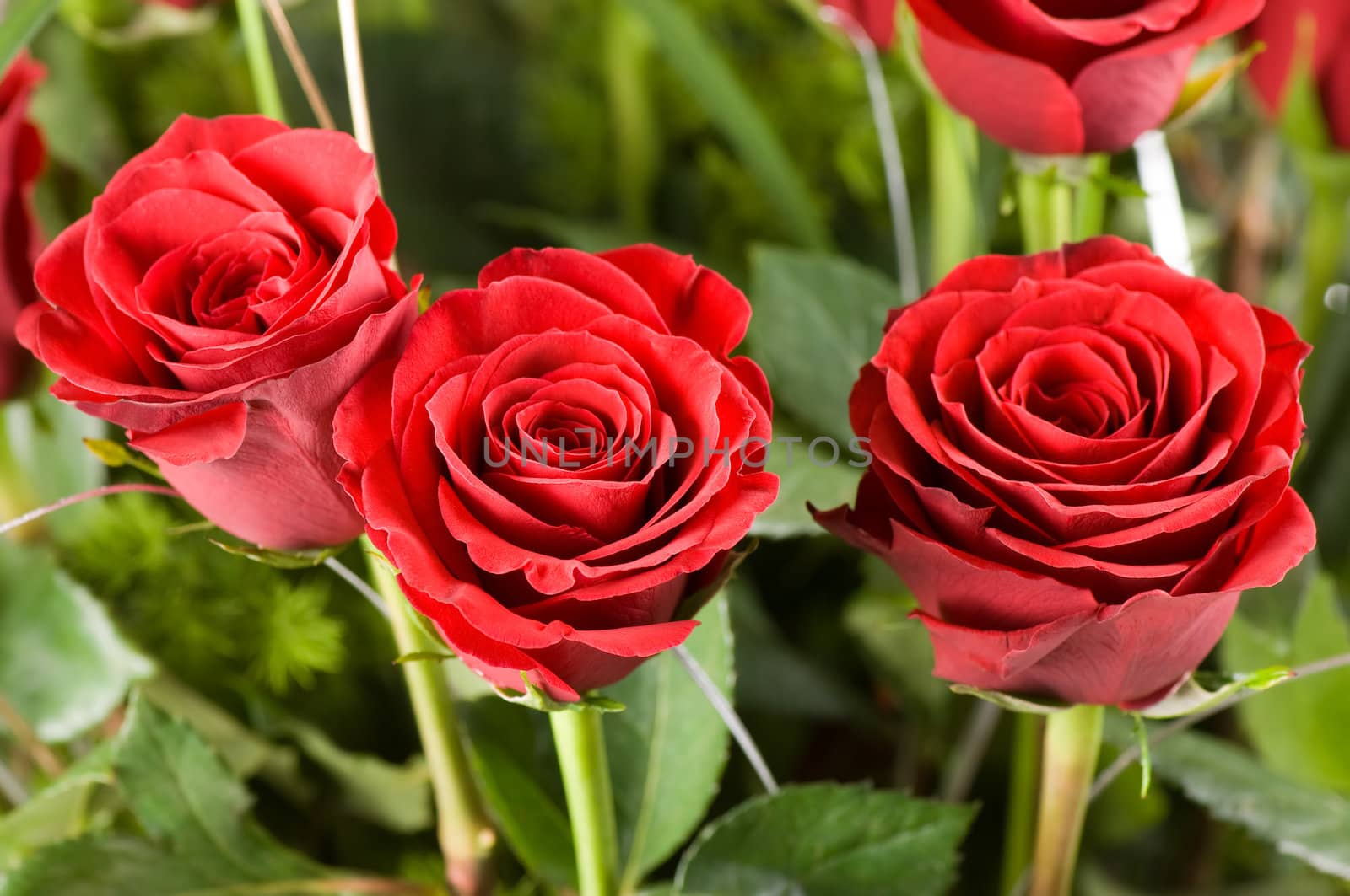 Rose bouquet close-up