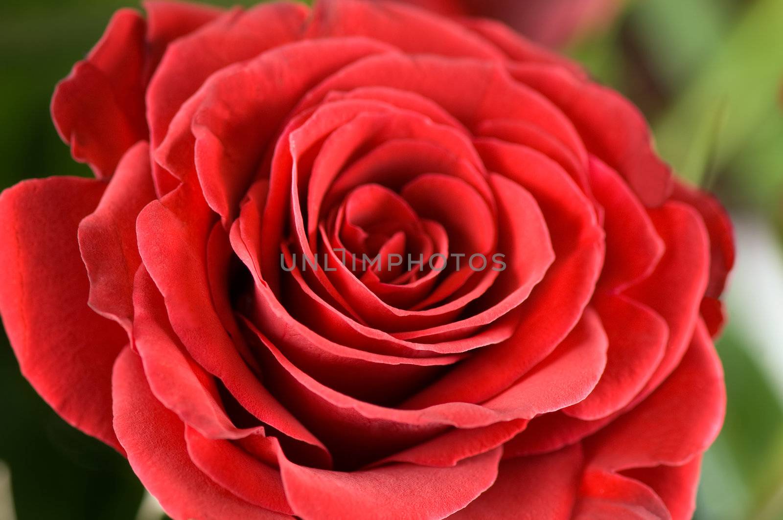 Single red rose close-up