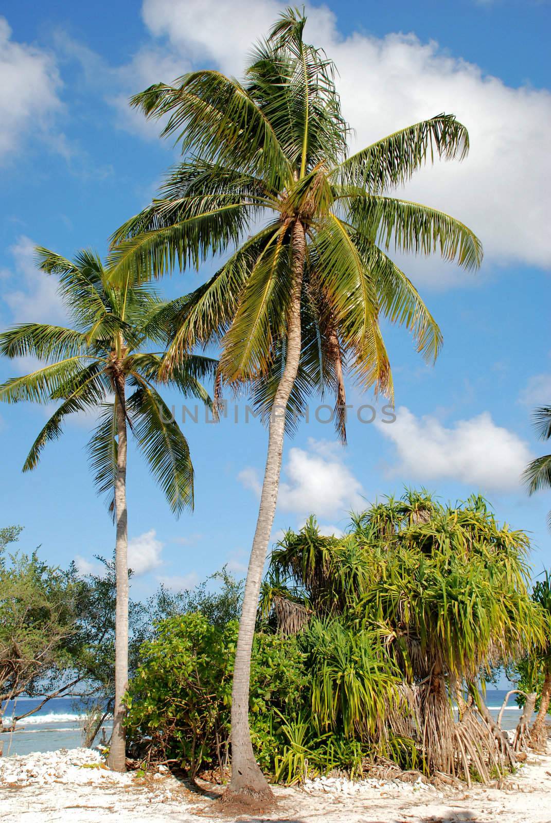  Coconut palms by megann