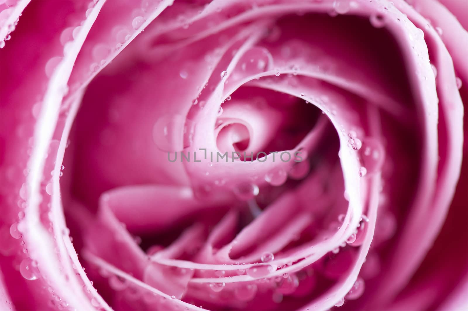Close up of dew flecked Pink Rose