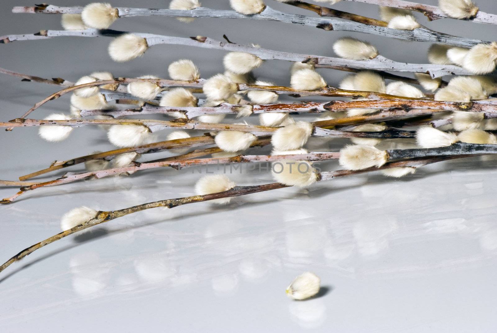 Branches of a fluffy willow separately on a white background 