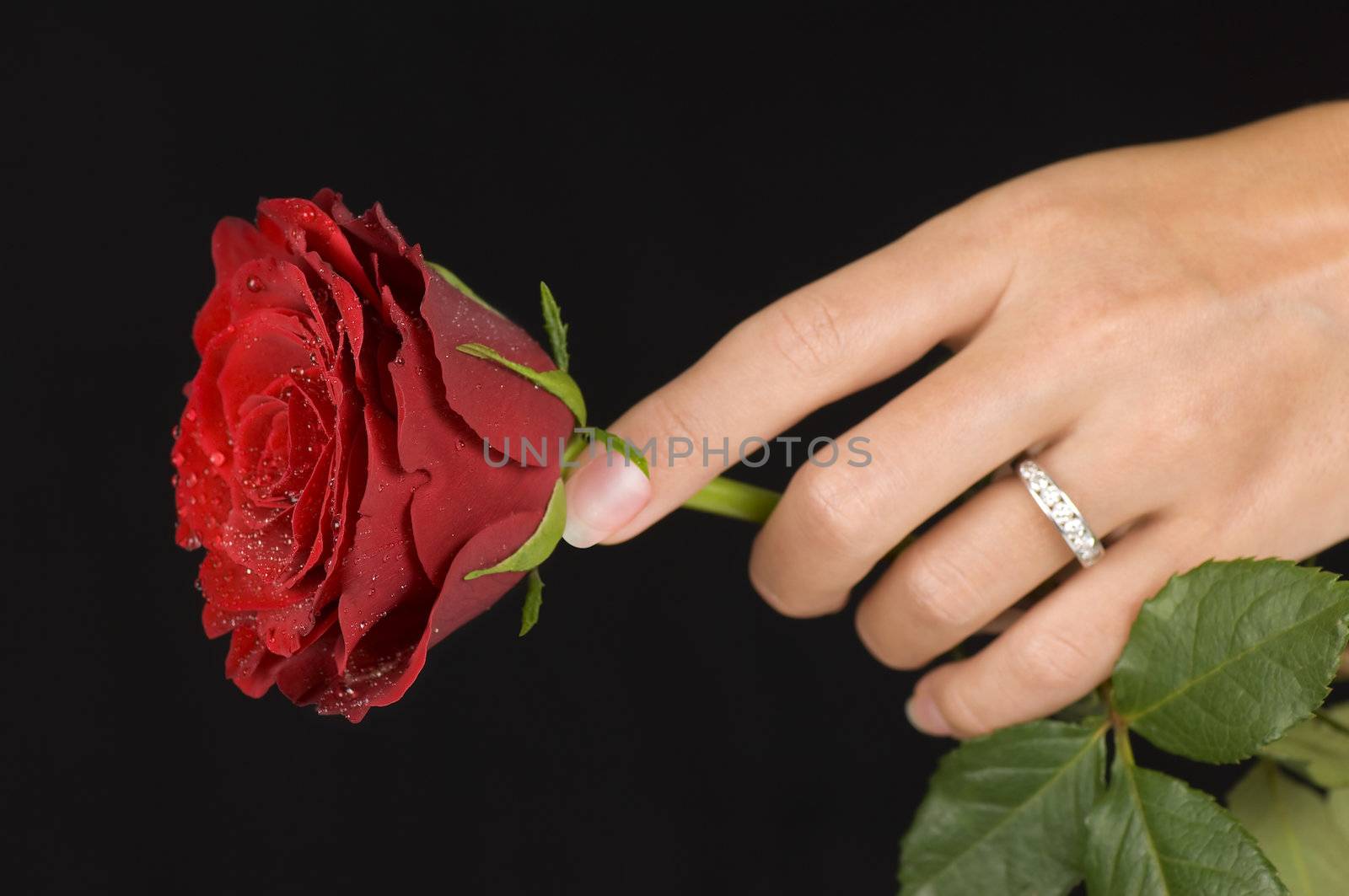 Single red rose close-up against black background