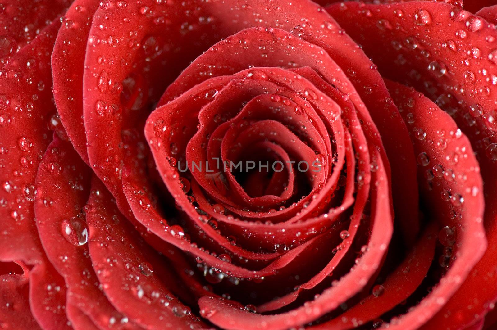 Close-up of single red rose bud 