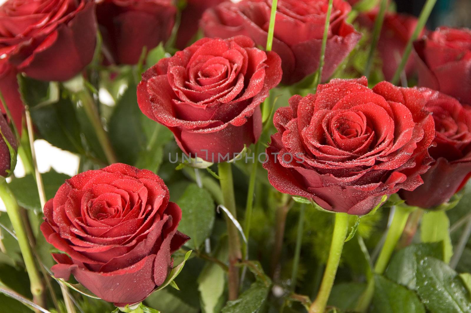 Wet rose bouquet close-up