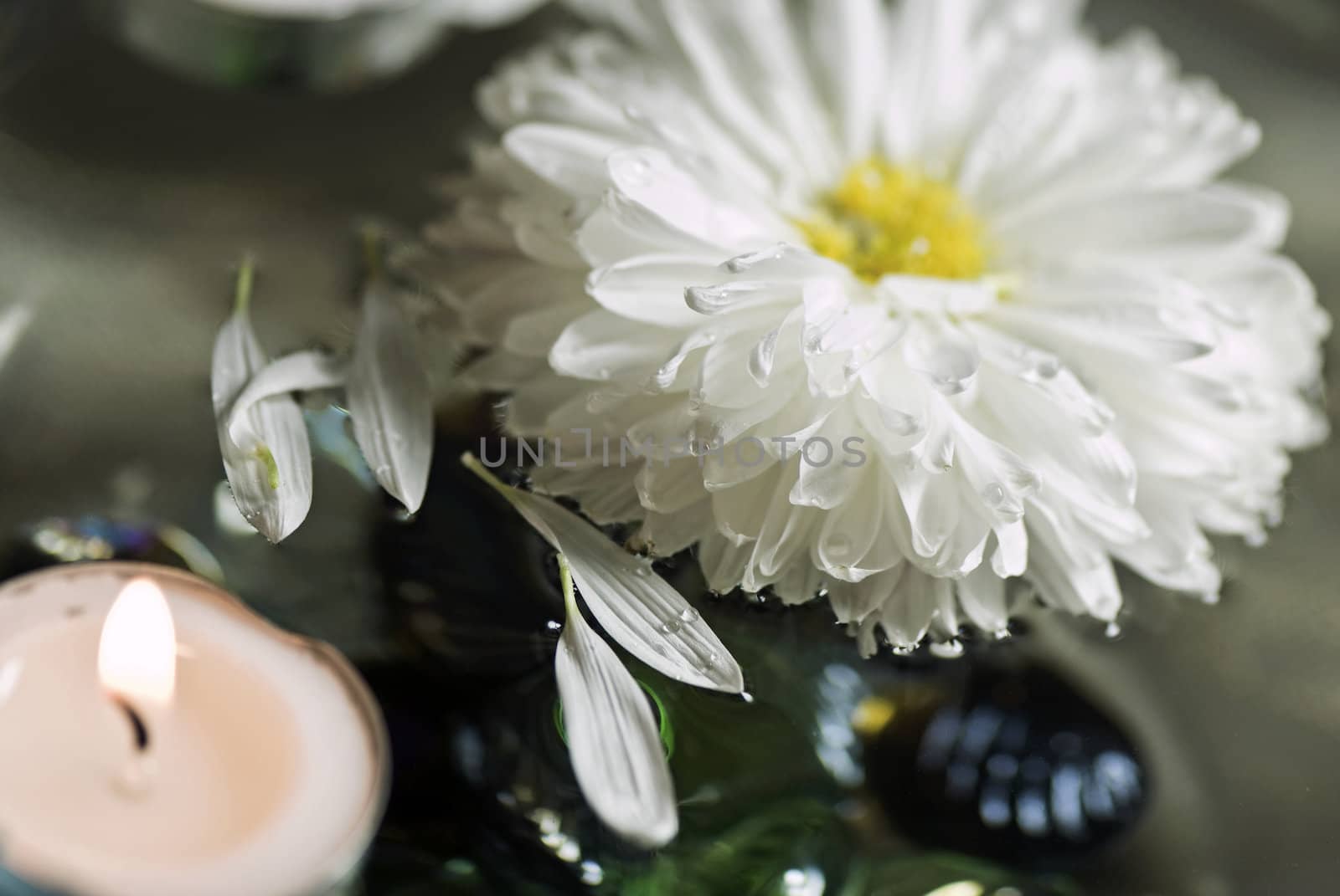 Petals of a flower and candle floating in water. As a background