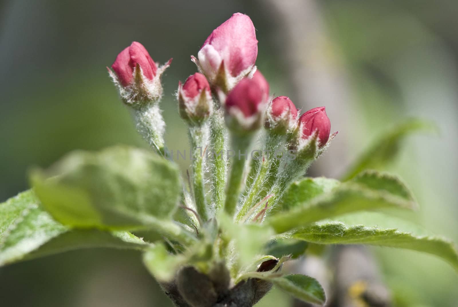 Spring flowers of the fruit tree, ready to blossom 