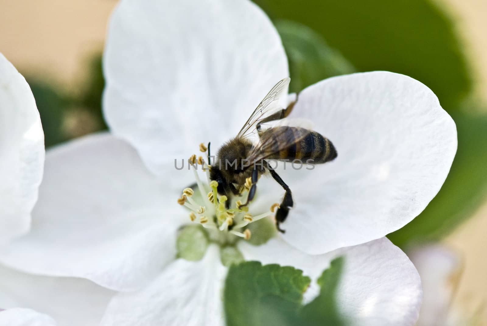 Bee collecting pollen on a spring flower 