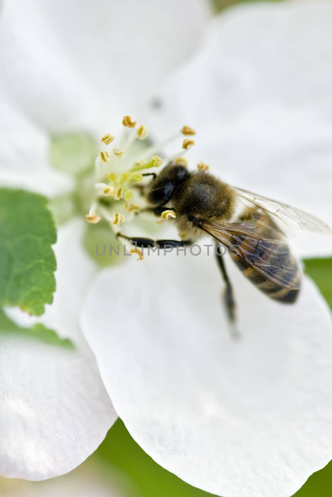 Bee collecting pollen on a spring flower 