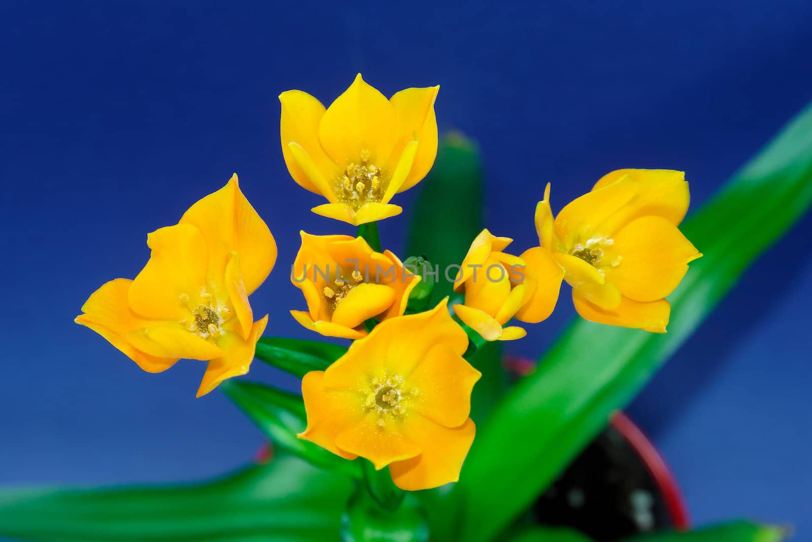 Ornithogalum Dubium - orange by Bullysoft