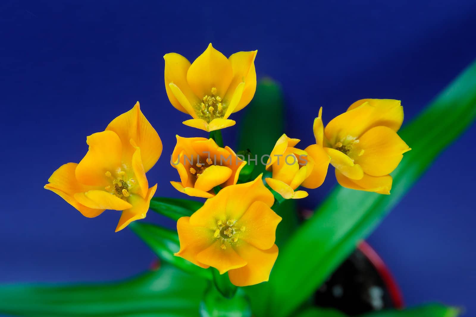 Ornithogalum Dubium - orange by Bullysoft