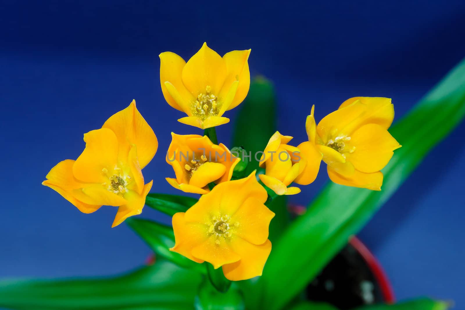 Ornithogalum Dubium - orange by Bullysoft