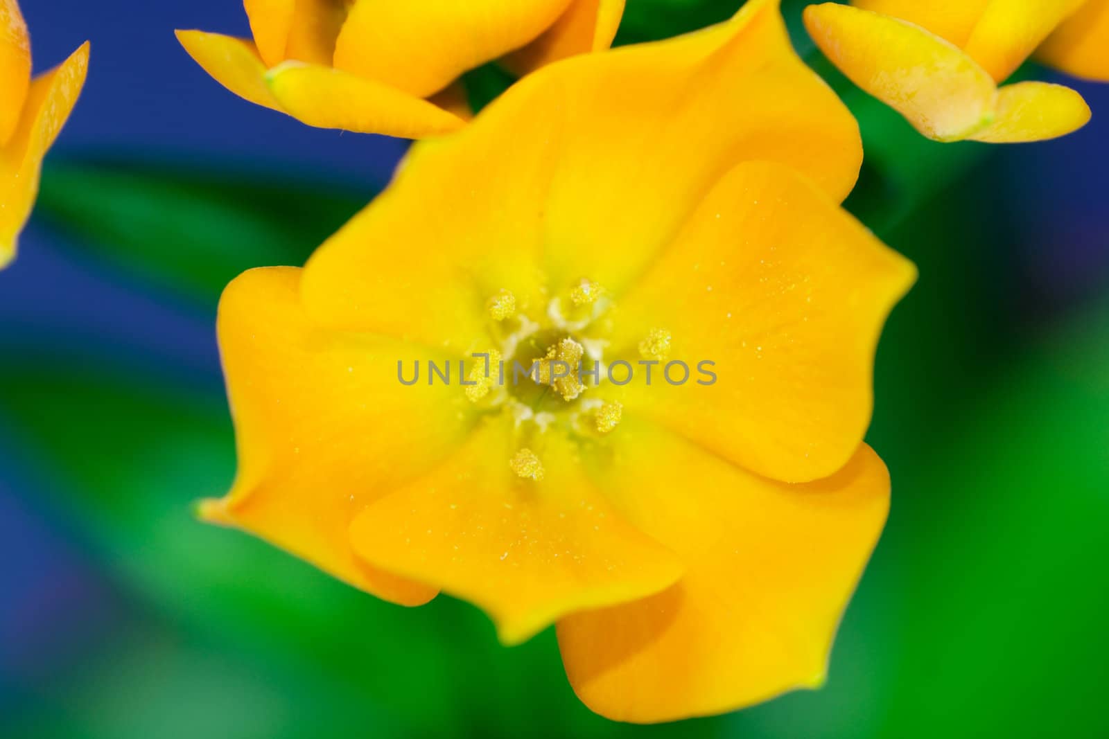 Ornithogalum Dubium - "Oranjezicht" - south africa