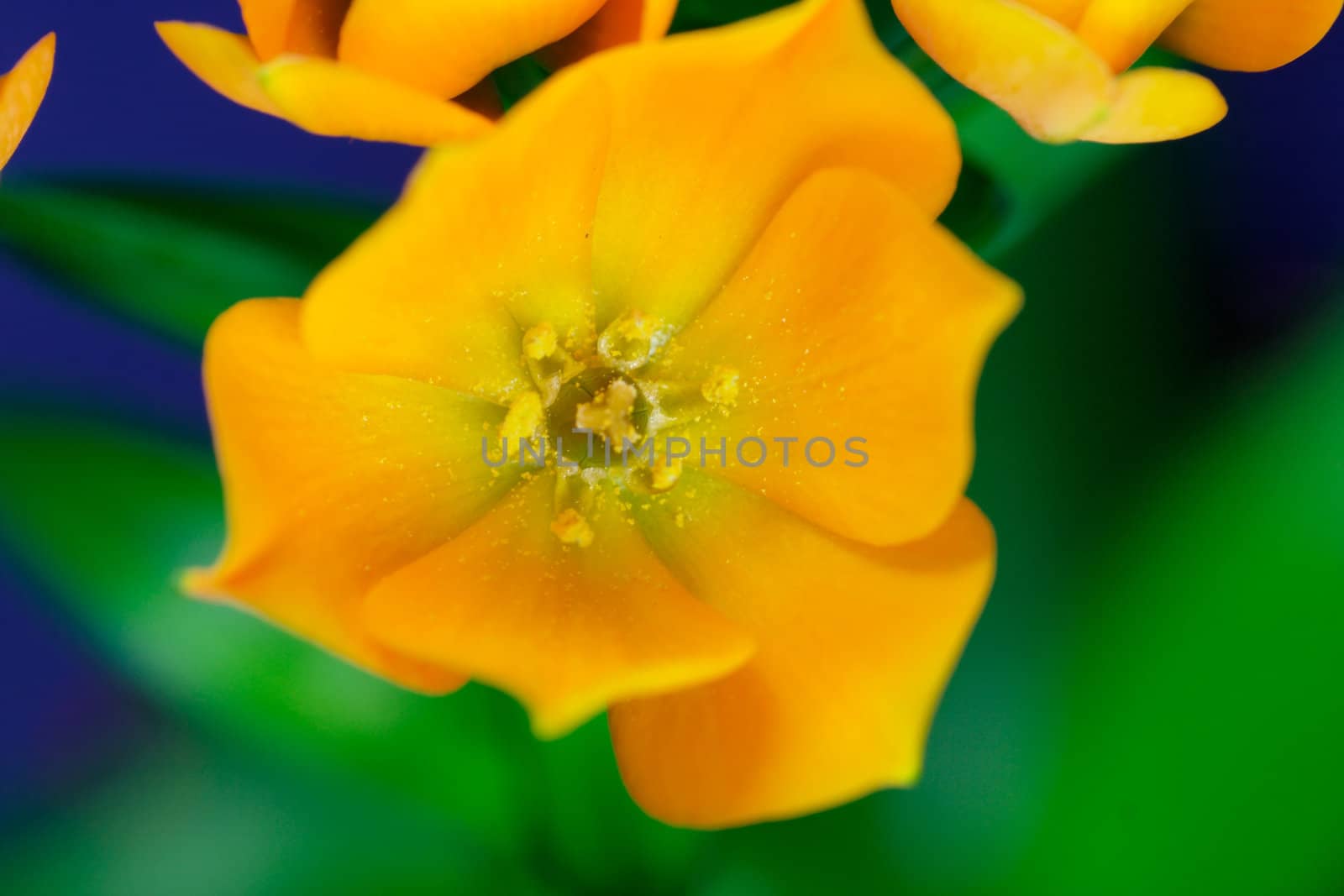 Ornithogalum Dubium - orange by Bullysoft