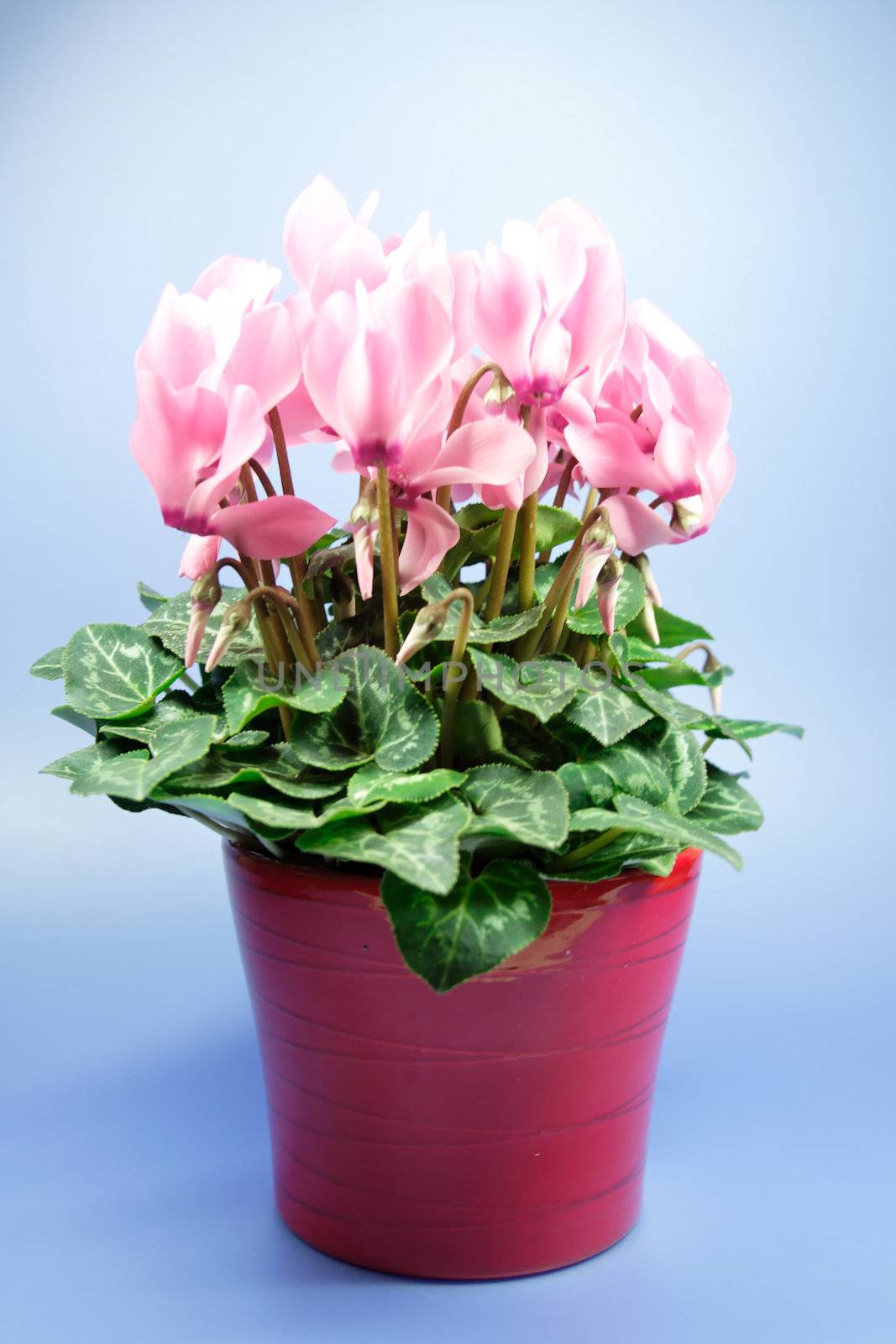 lovely pink flower close-up - cyclame