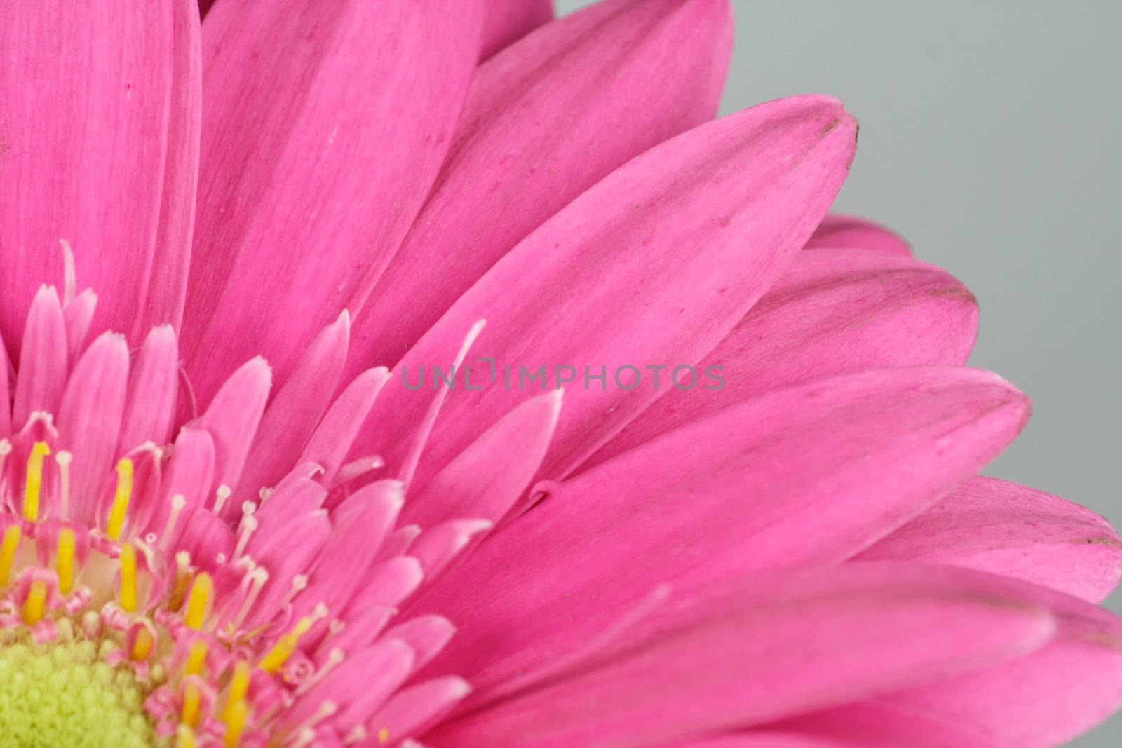 wonderfull pink flower - Gerbera - close-up