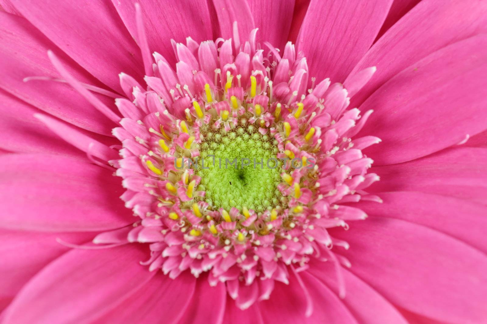 wonderfull pink flower - Gerbera - close-up