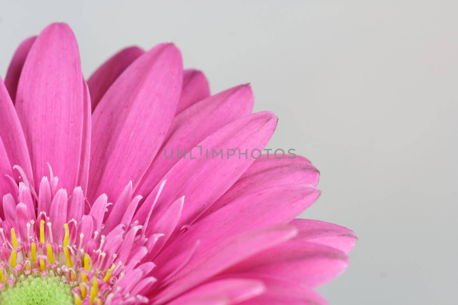 wonderfull pink flower - Gerbera - close-up