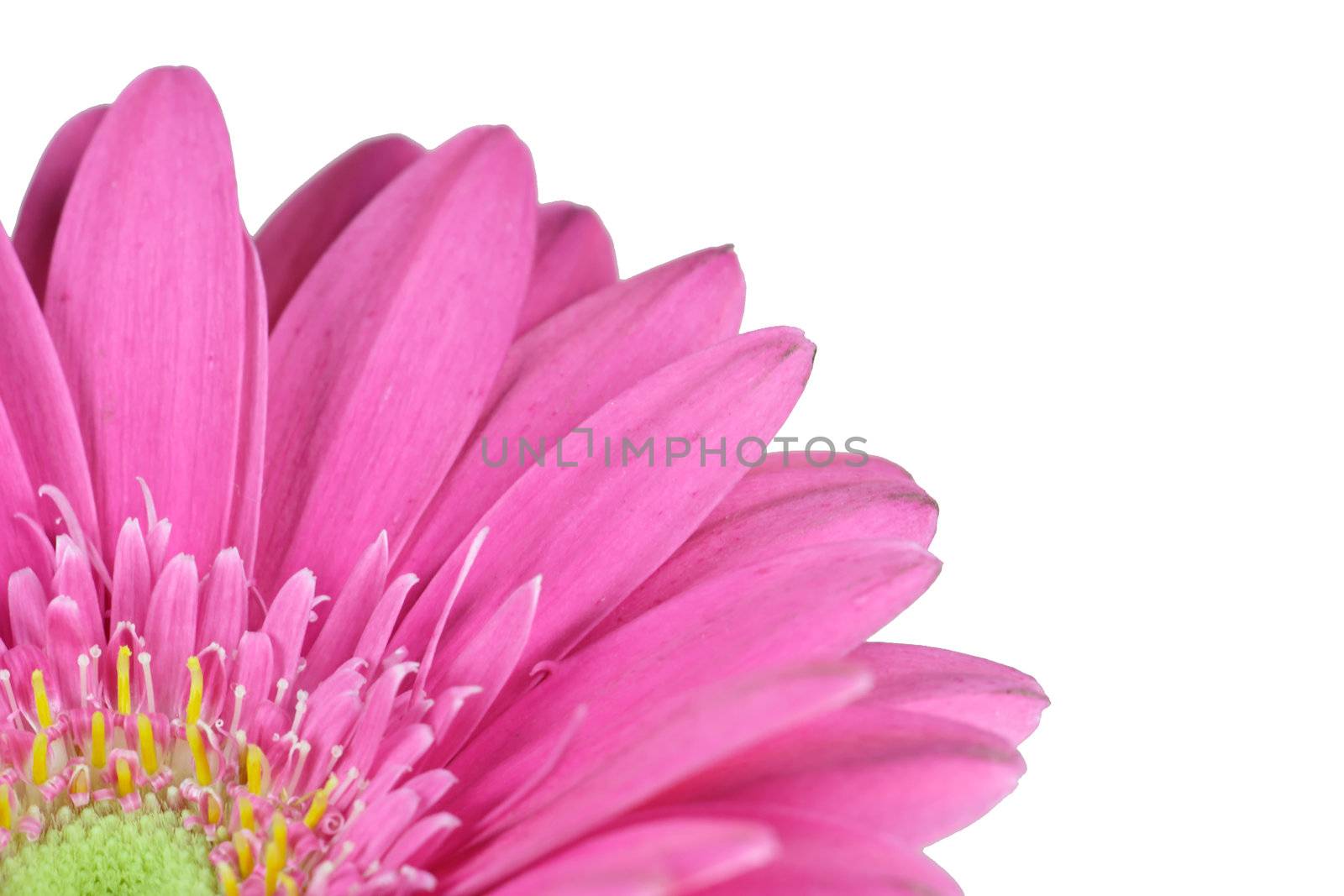 wonderfull pink flower - Gerbera - close-up