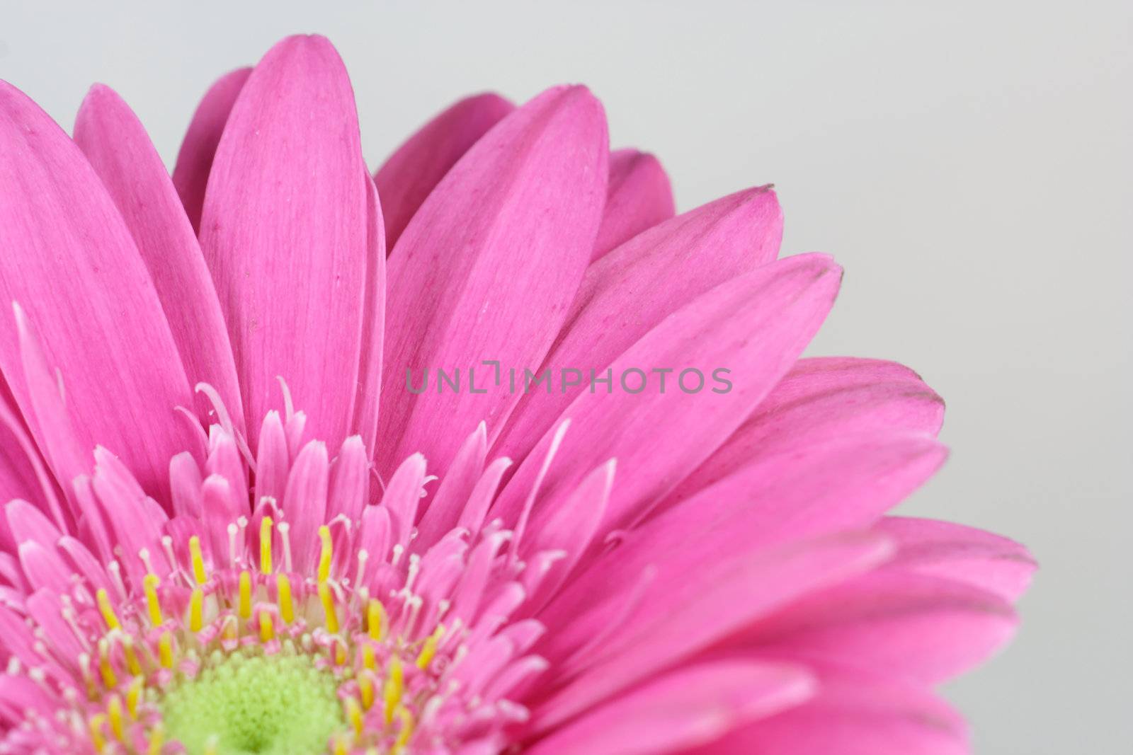 wonderfull pink flower - Gerbera - close-up