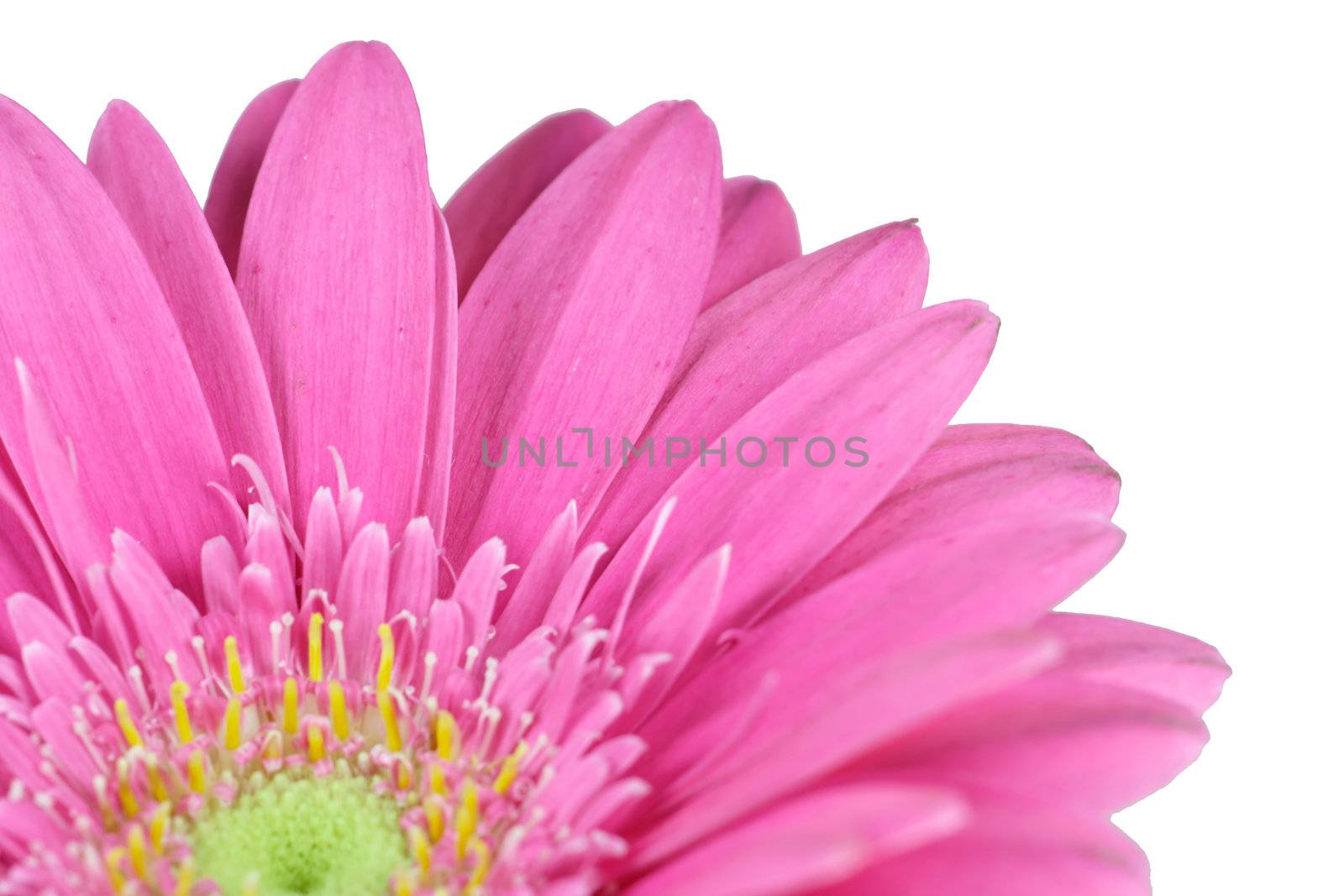 pink Gerbera by Bullysoft