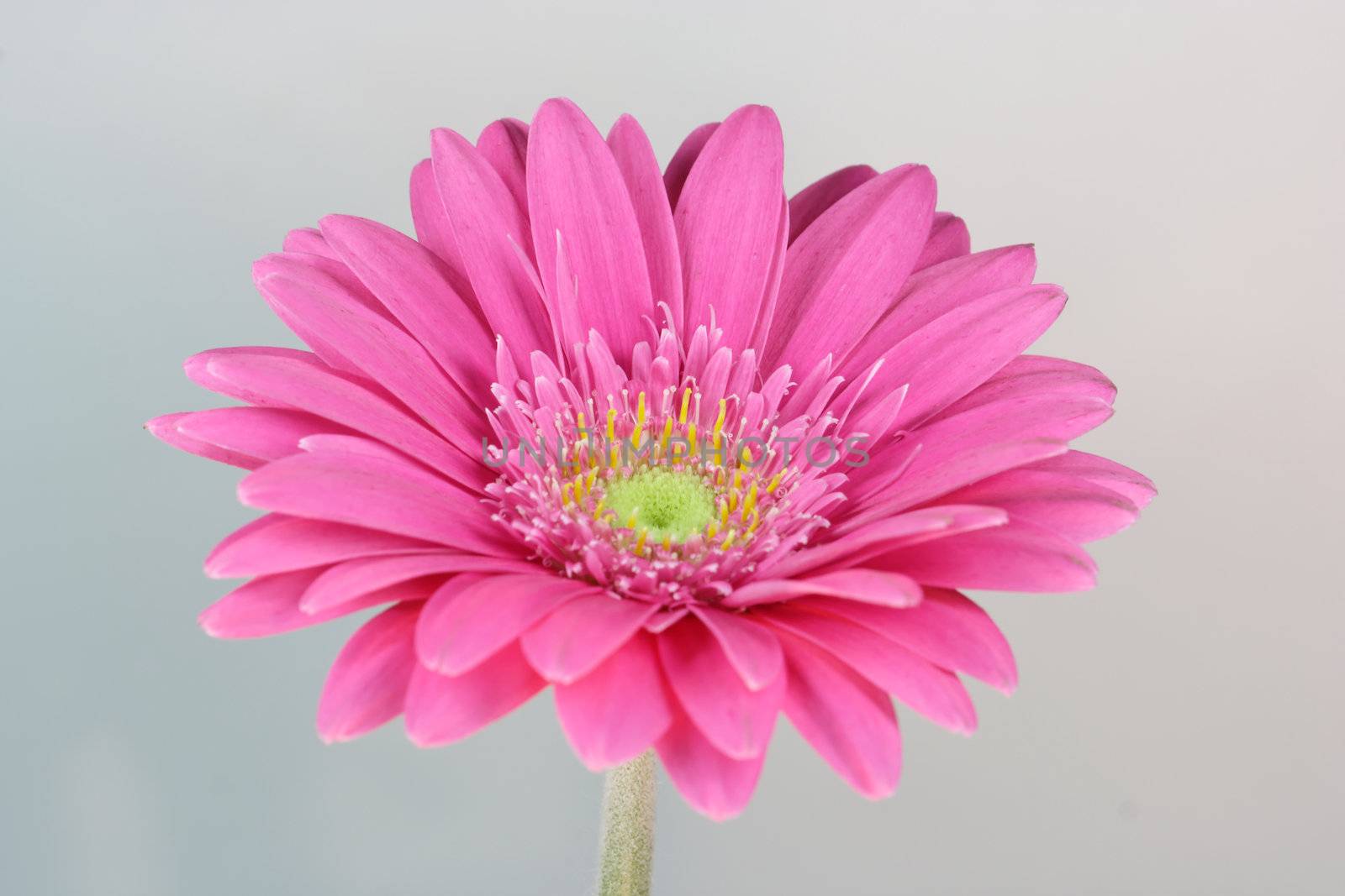 wonderfull pink flower - Gerbera - close-up