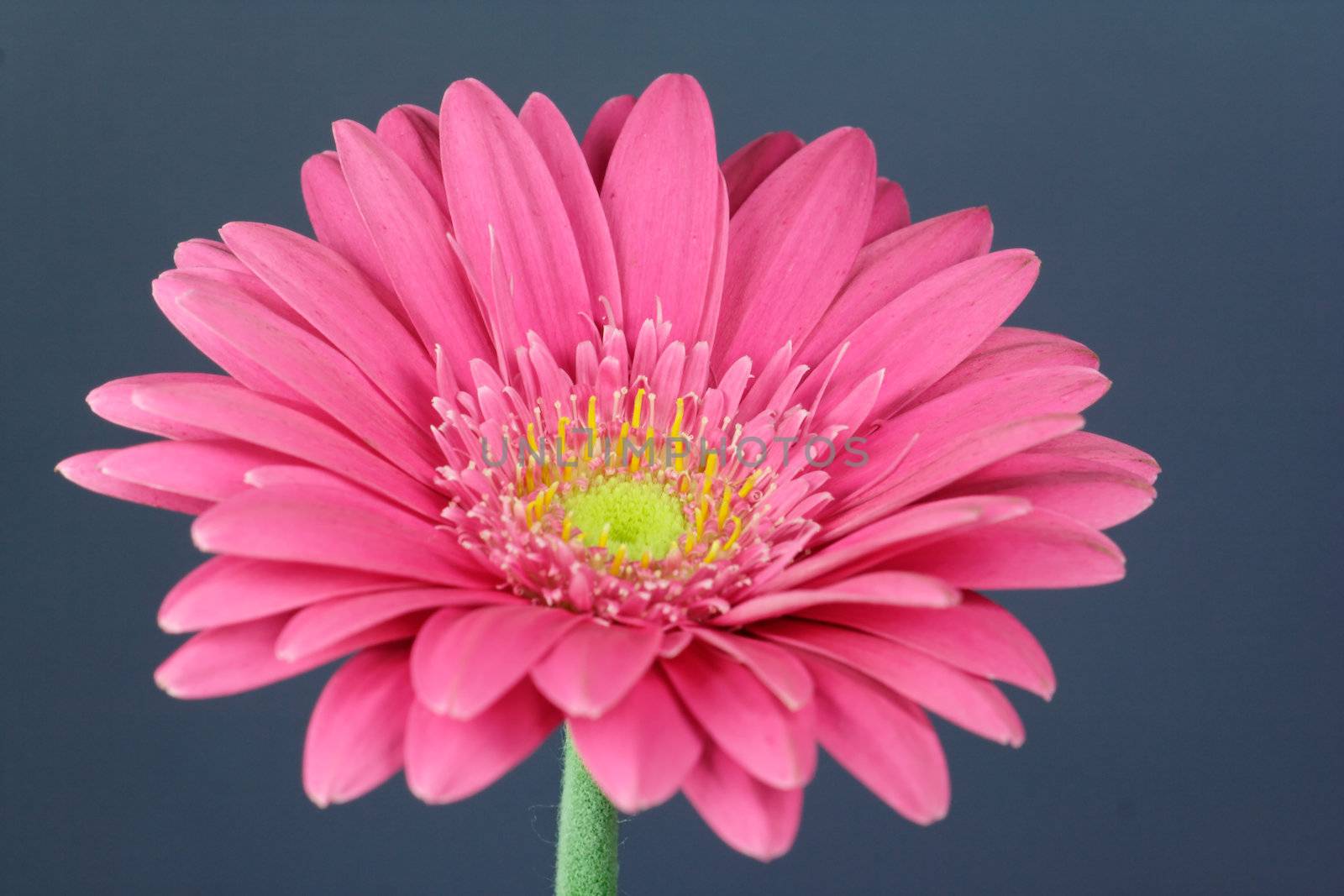 pink Gerbera by Bullysoft