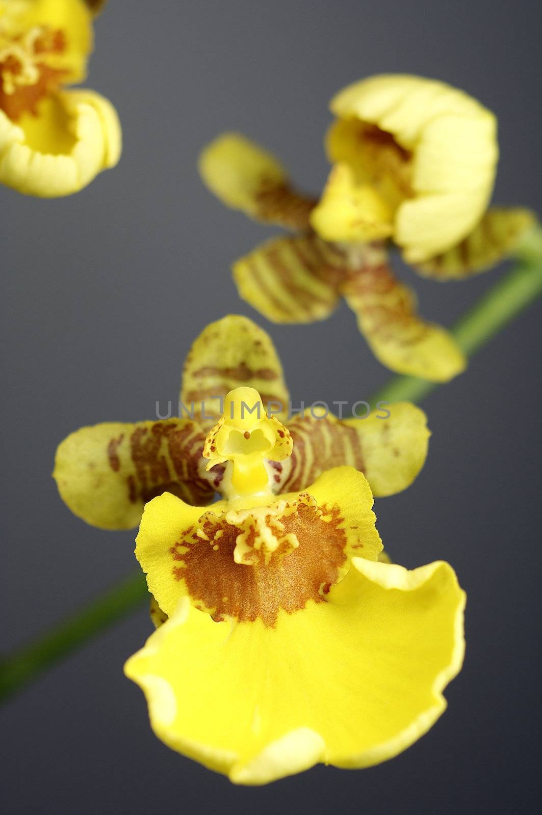 close-up of a wonderfull orchidee