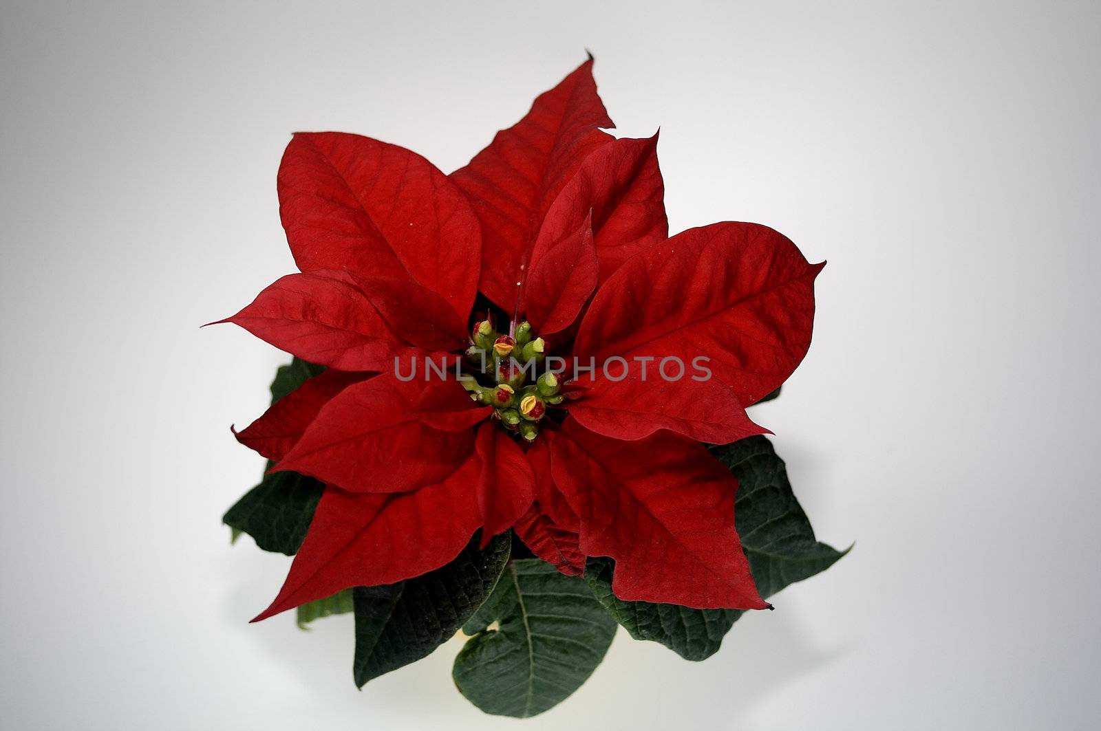 a wonderfull red christmas flower