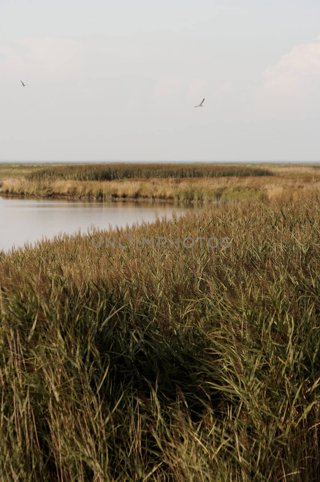 the northsea coast by Bullysoft