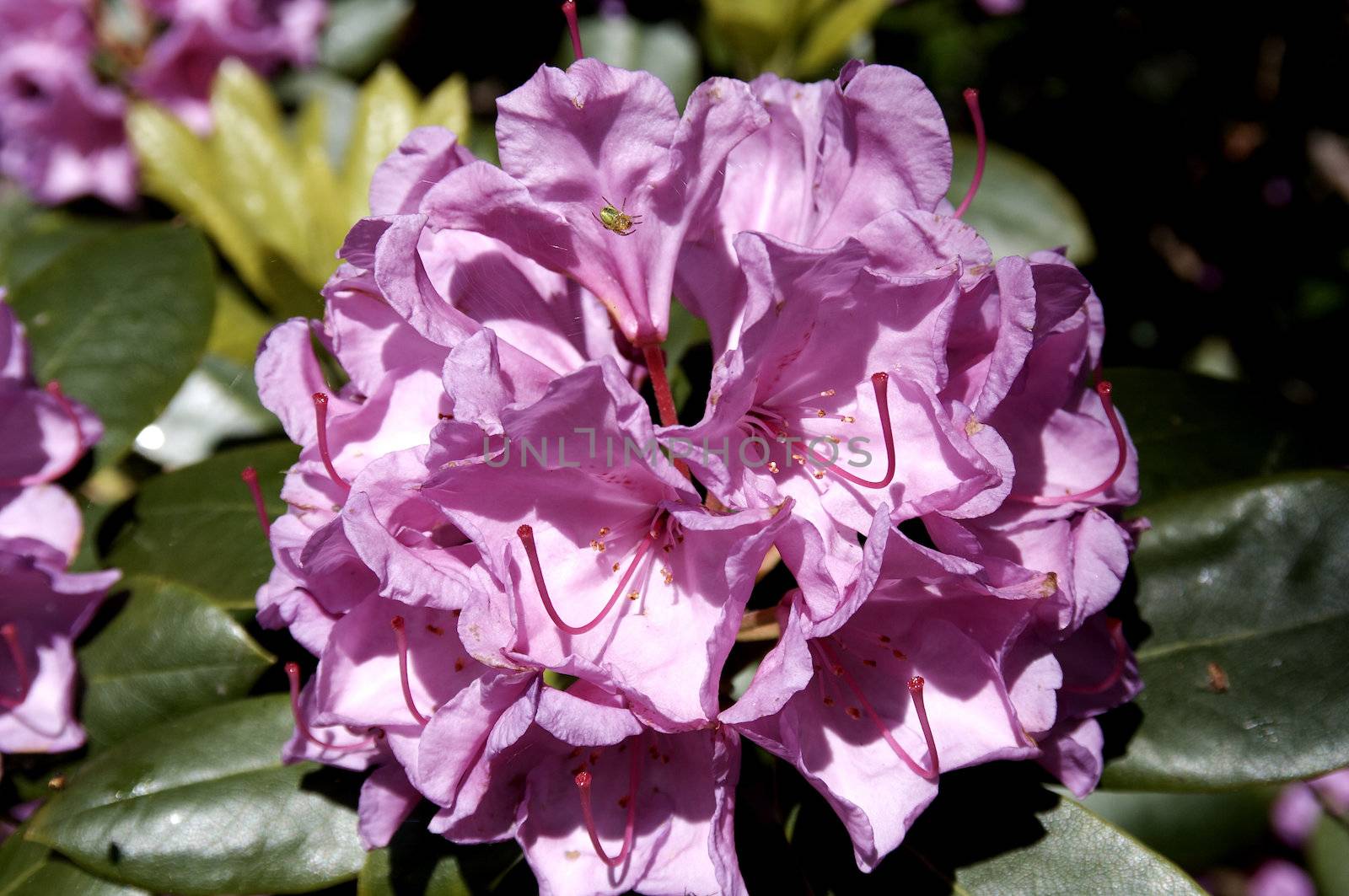 Rhododendron by Bullysoft