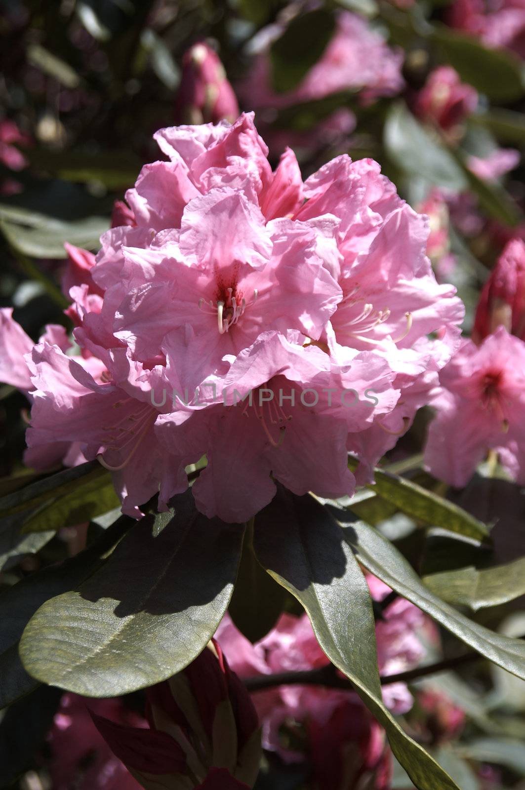 very fine coloured Rhododendron