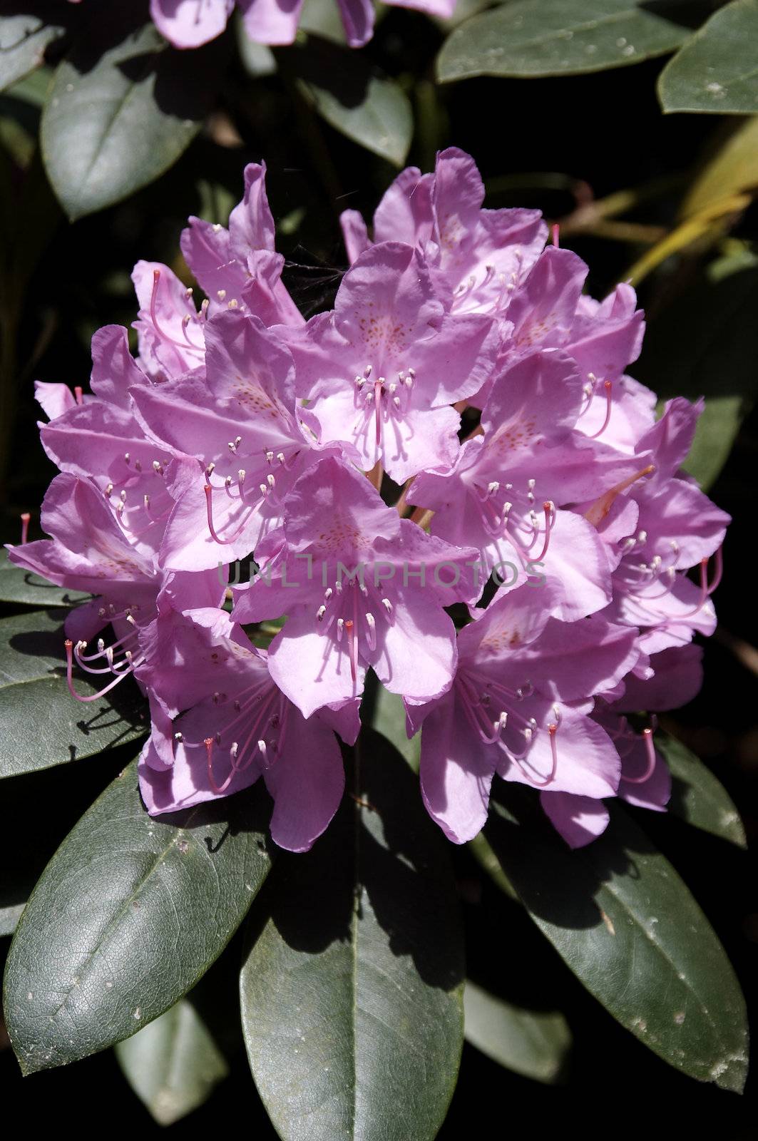 very fine coloured Rhododendron