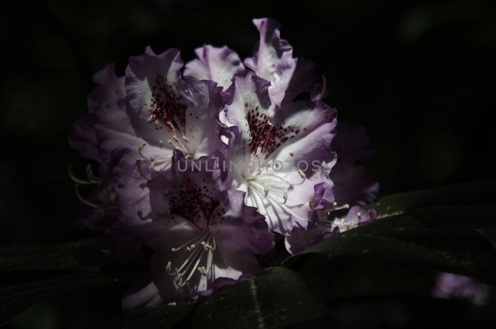 very fine coloured Rhododendron