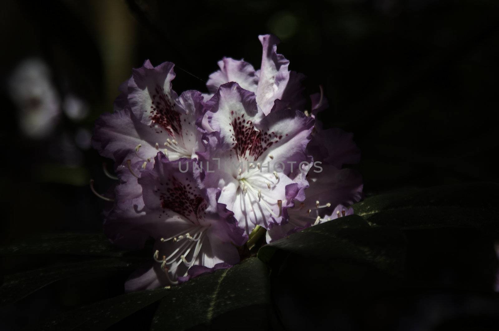 Rhododendron by Bullysoft