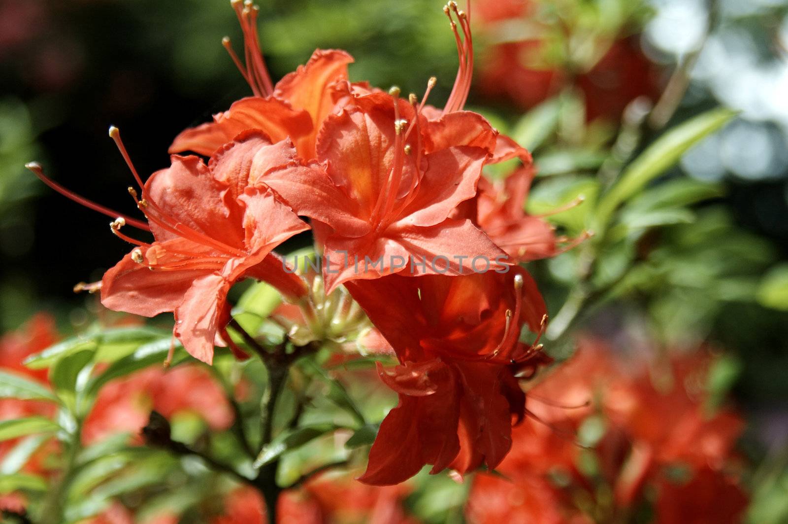 very fine coloured Rhododendron