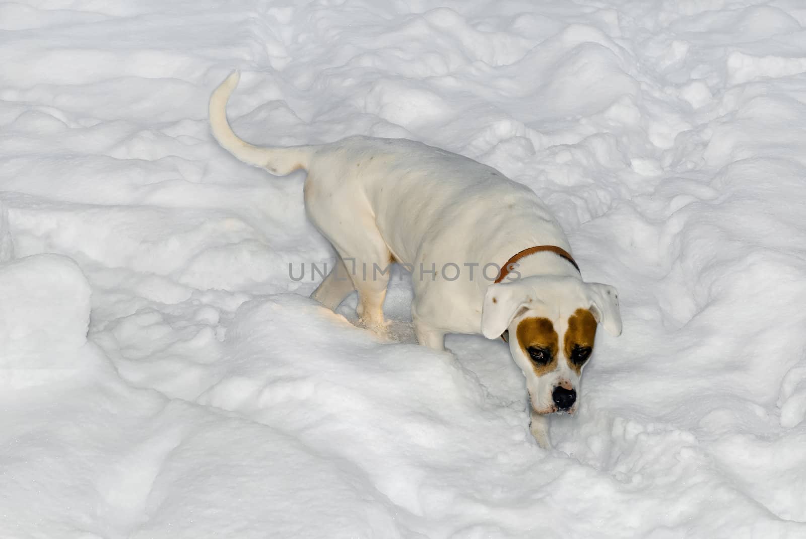 Dog walking in deep snow