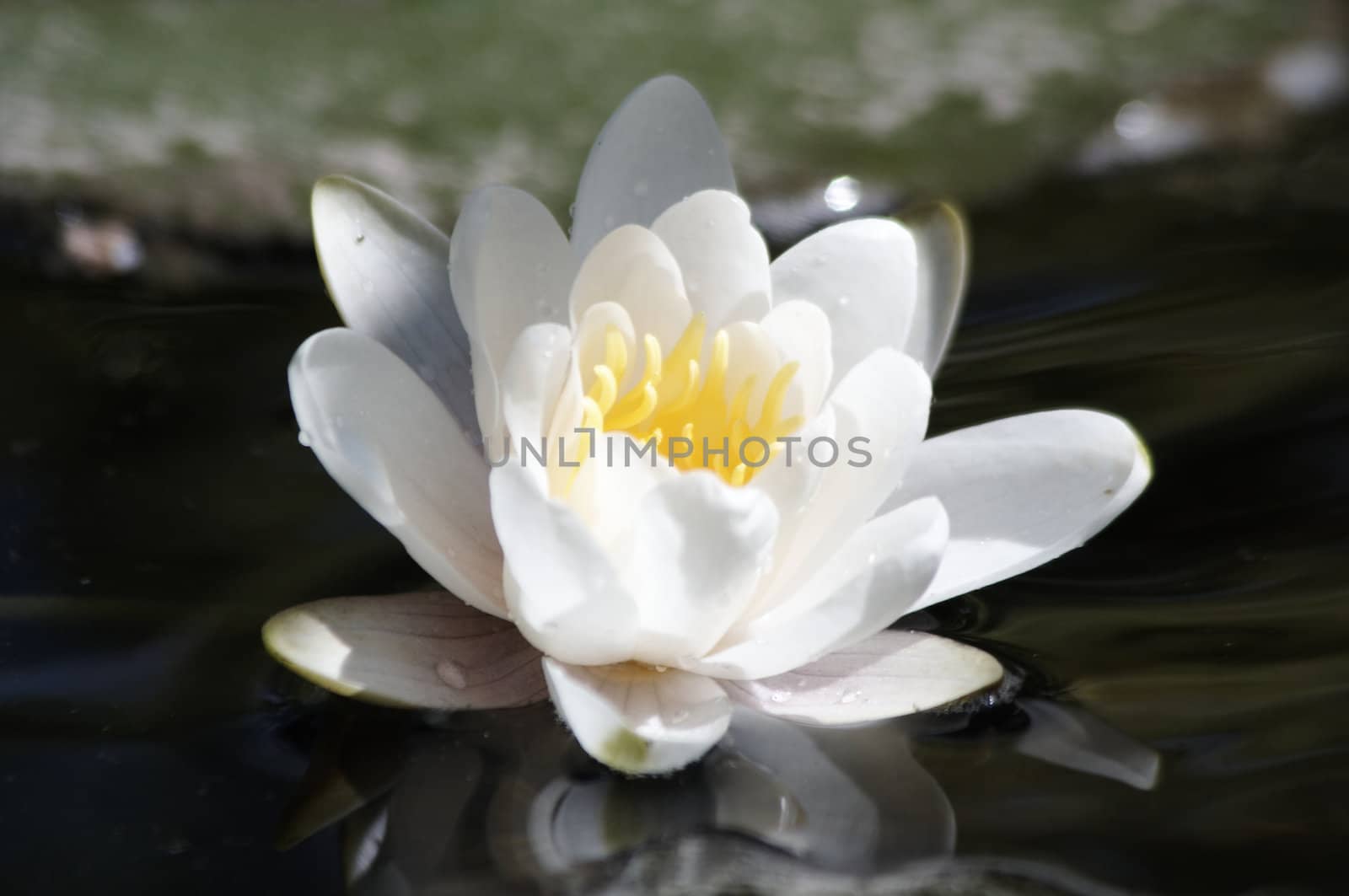 a waterlilly in a pond