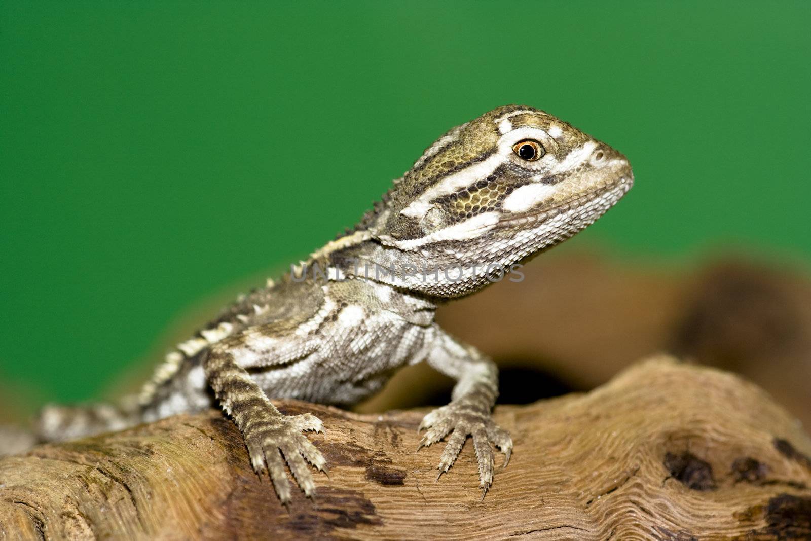 bearded dragon by Bullysoft