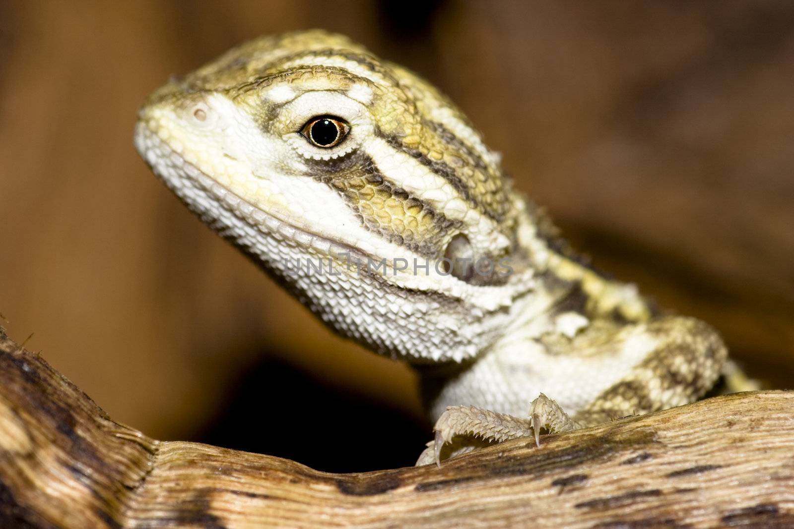 young bearded dragon - Pogona vitticeps
