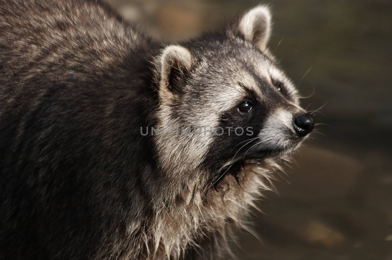 a little raccoon is watching you