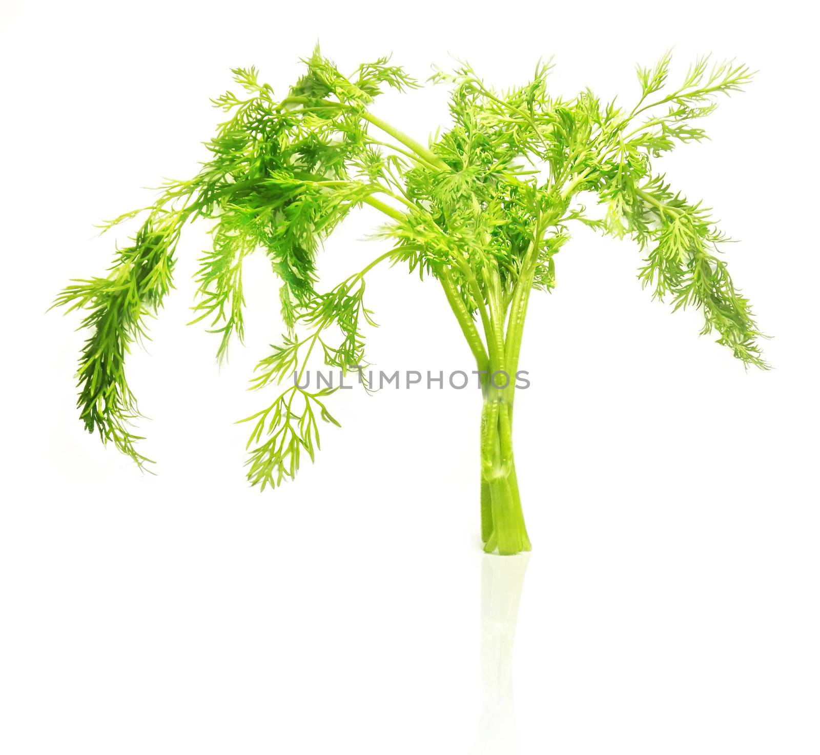 Fresh green dill isolated on white background   