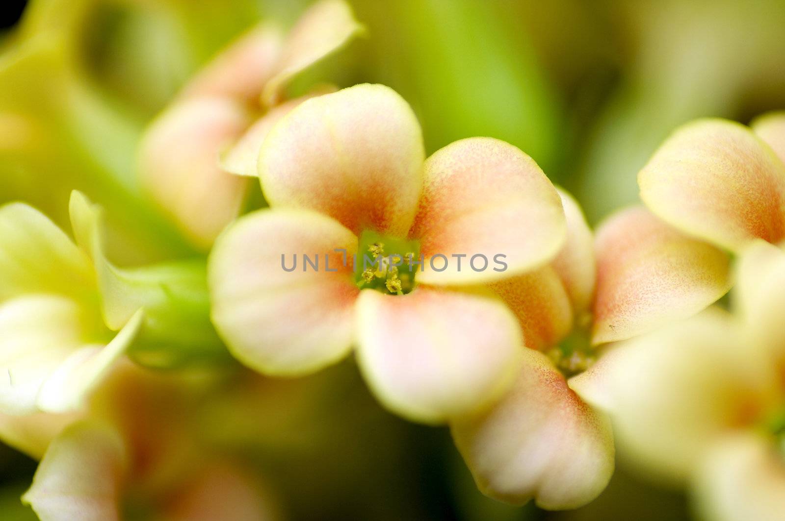  little pastel flower - Kalanchoe - close-up