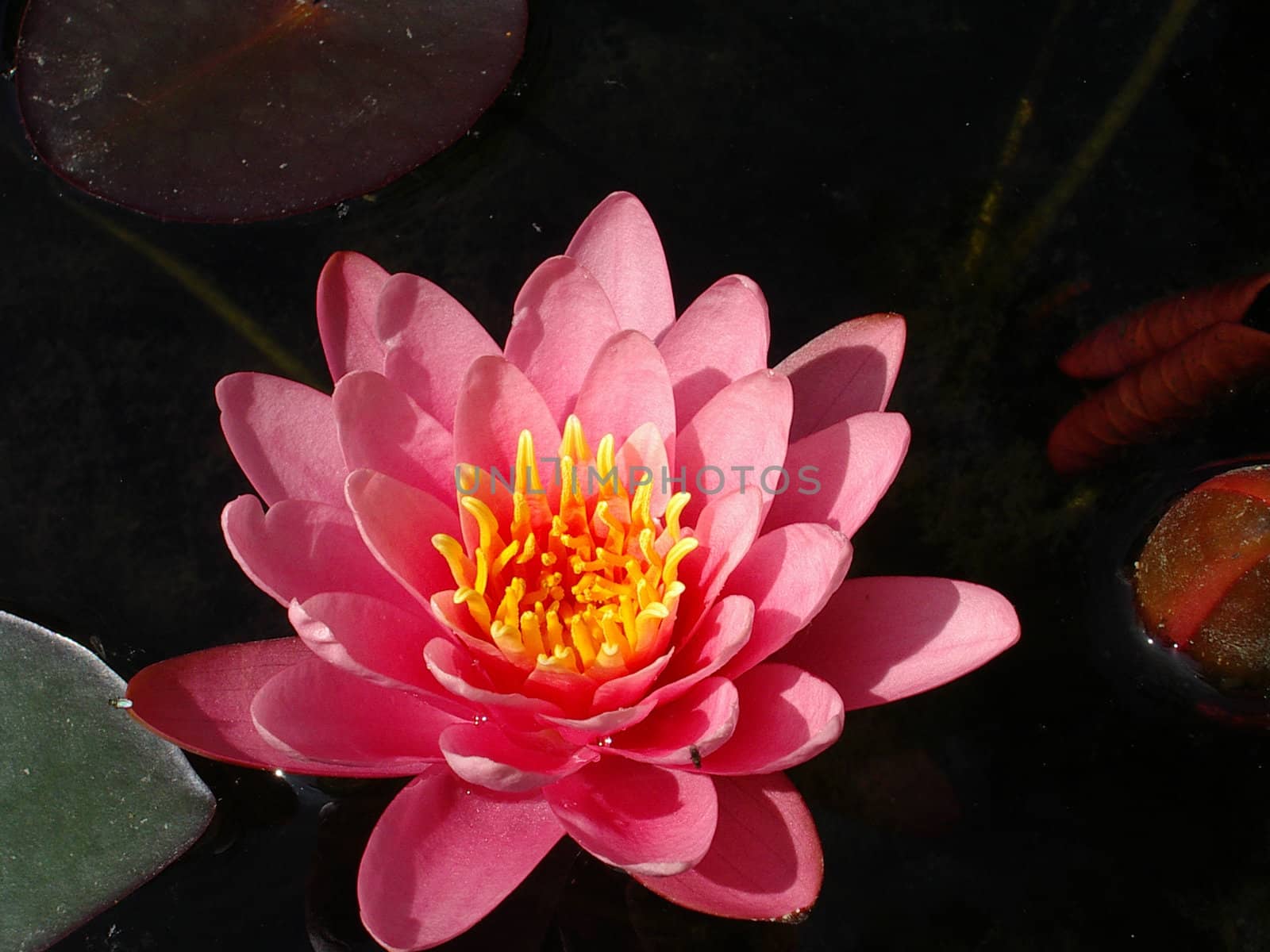 a waterlilly in a pond