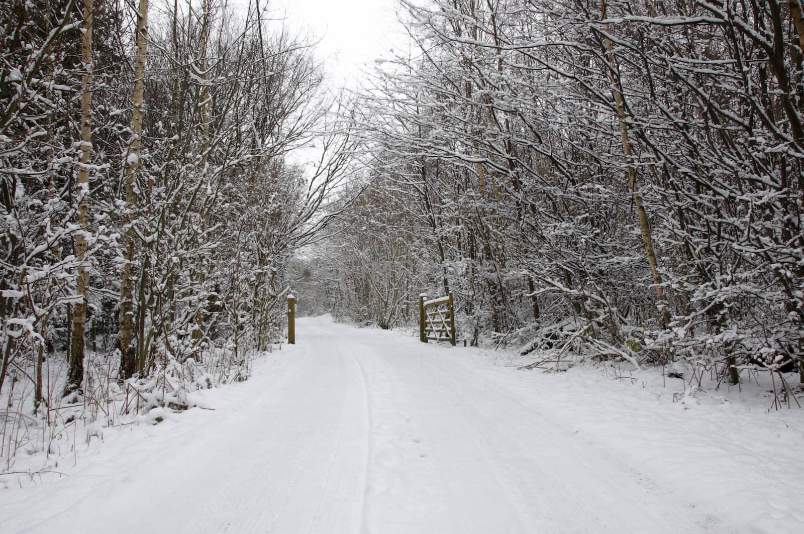 A footpath covered in snow with trees in the background