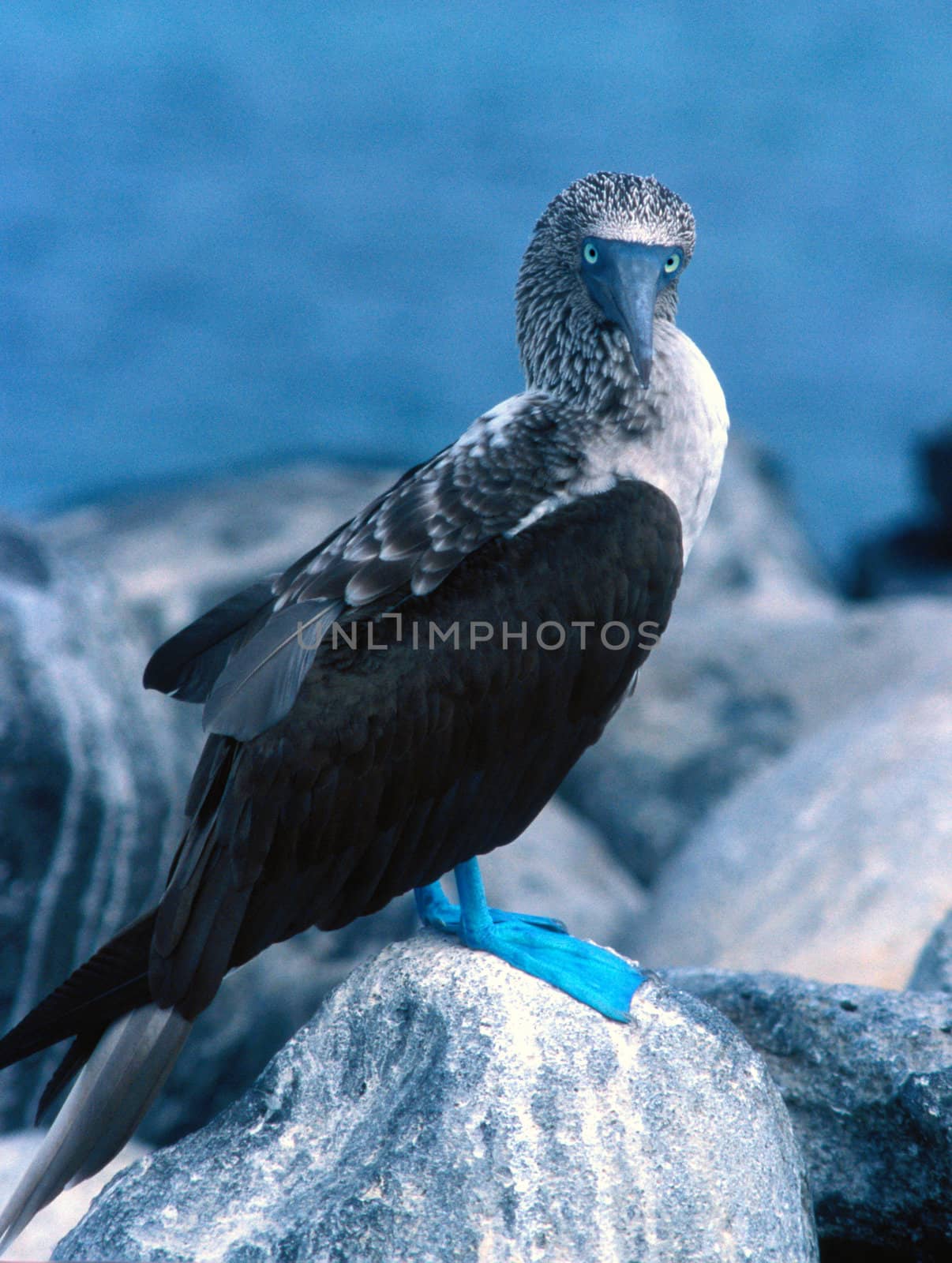 Solo young Blue Footed Boobie
Solo young Blue Footed Boobie
Solo by hotflash2001