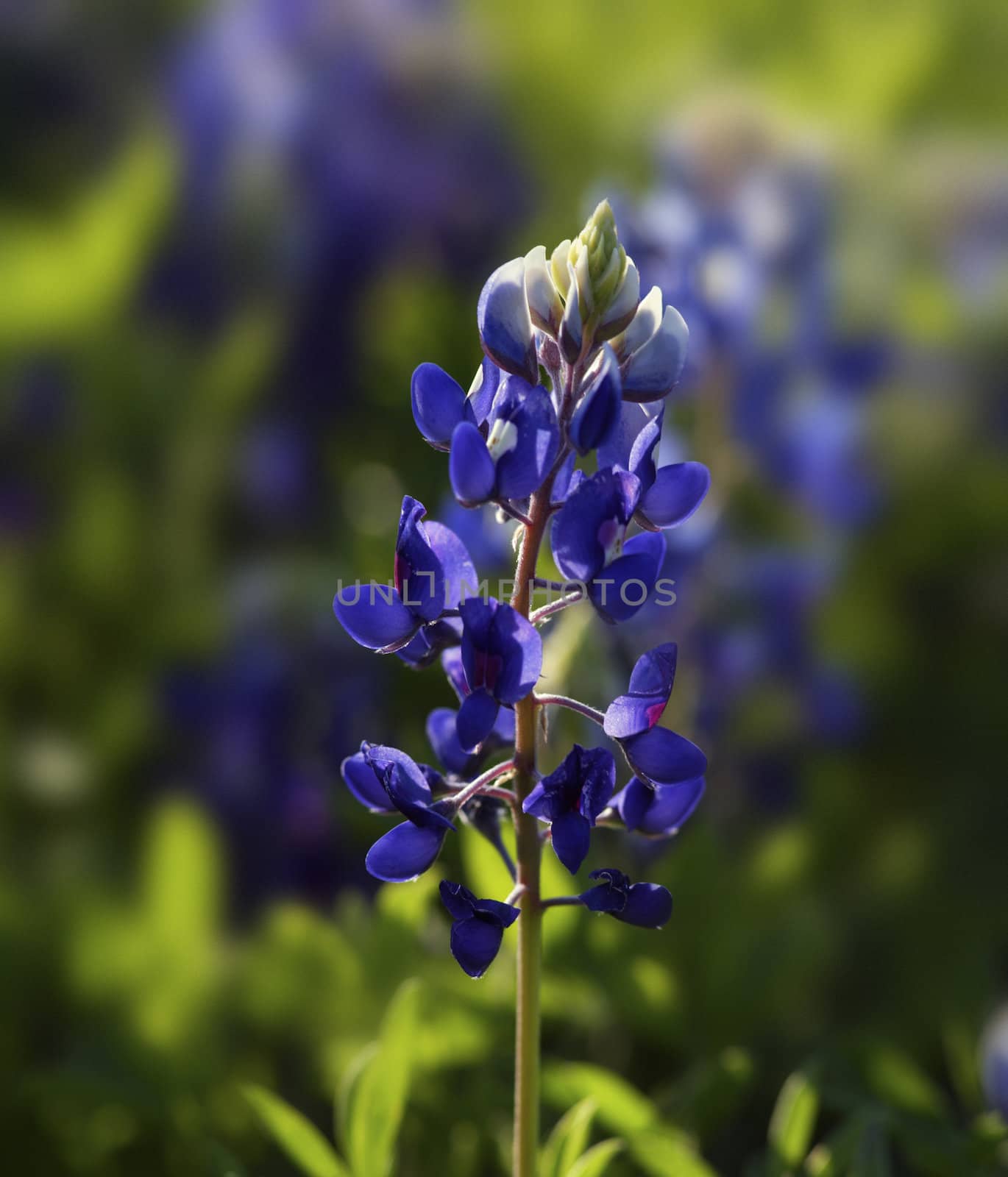 Texas Bluebonnet Lupinus texensis by hotflash2001