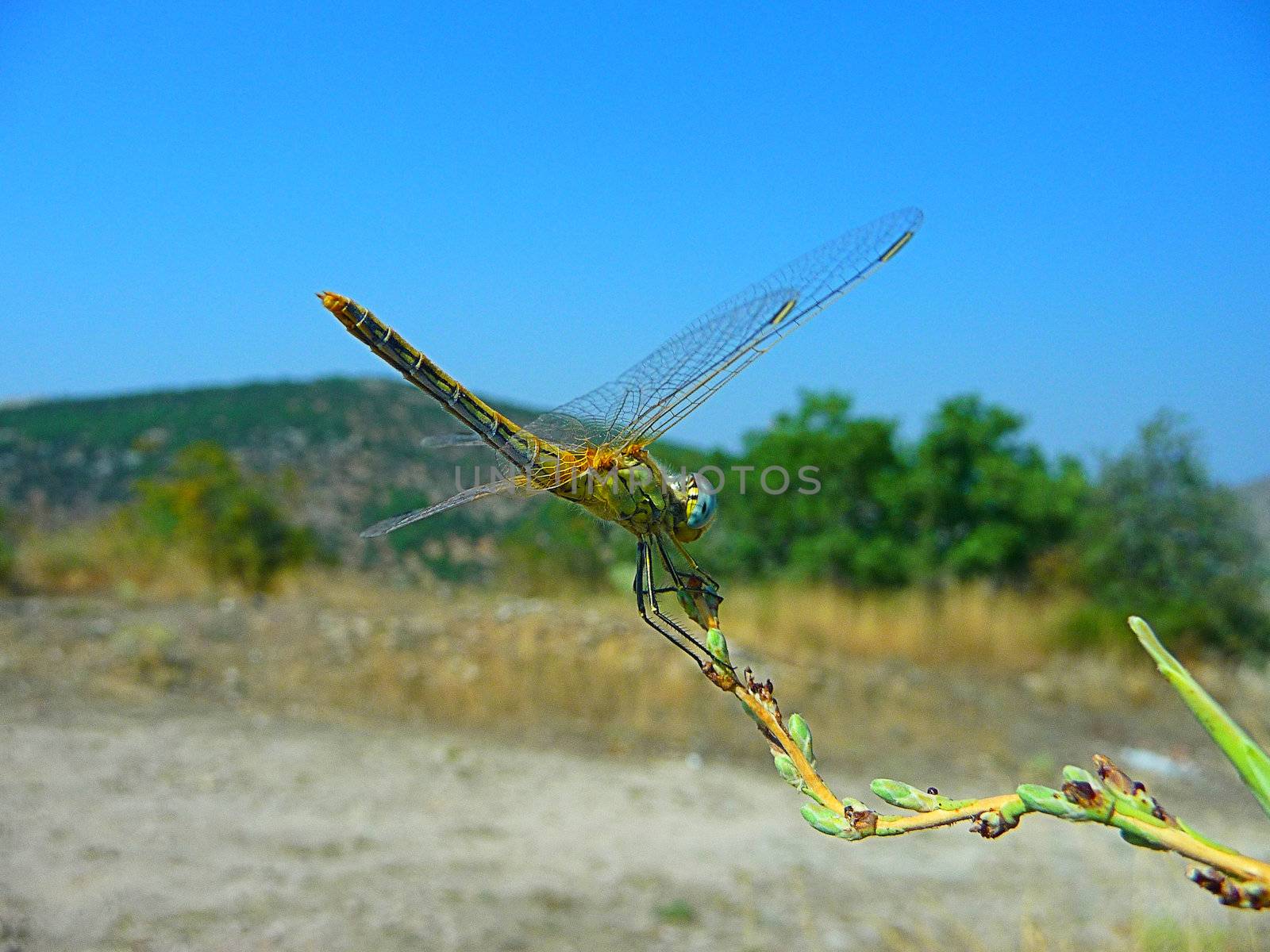 A dragon-fly sits on a branch by samum