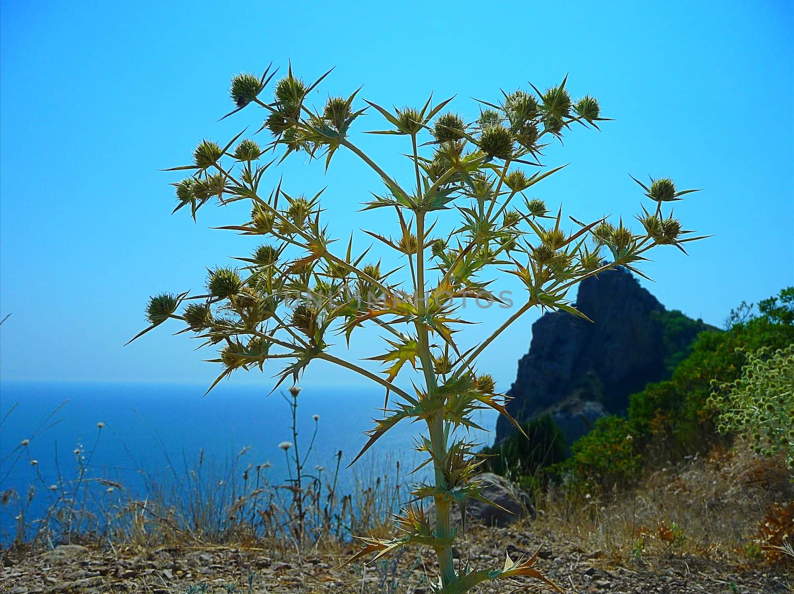 Bush of agrimony on a background a sea and sky